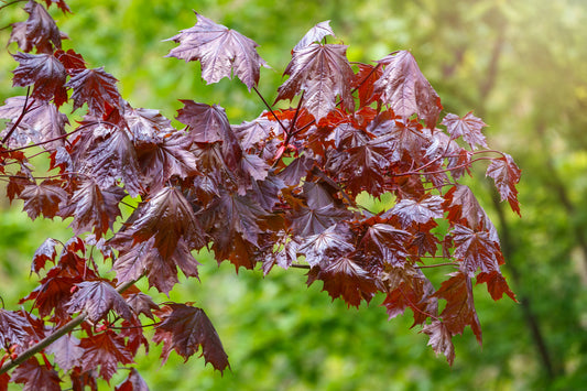 ACER PLATANOIDES CRIMSON KING / CRIMSON KING MAPLE