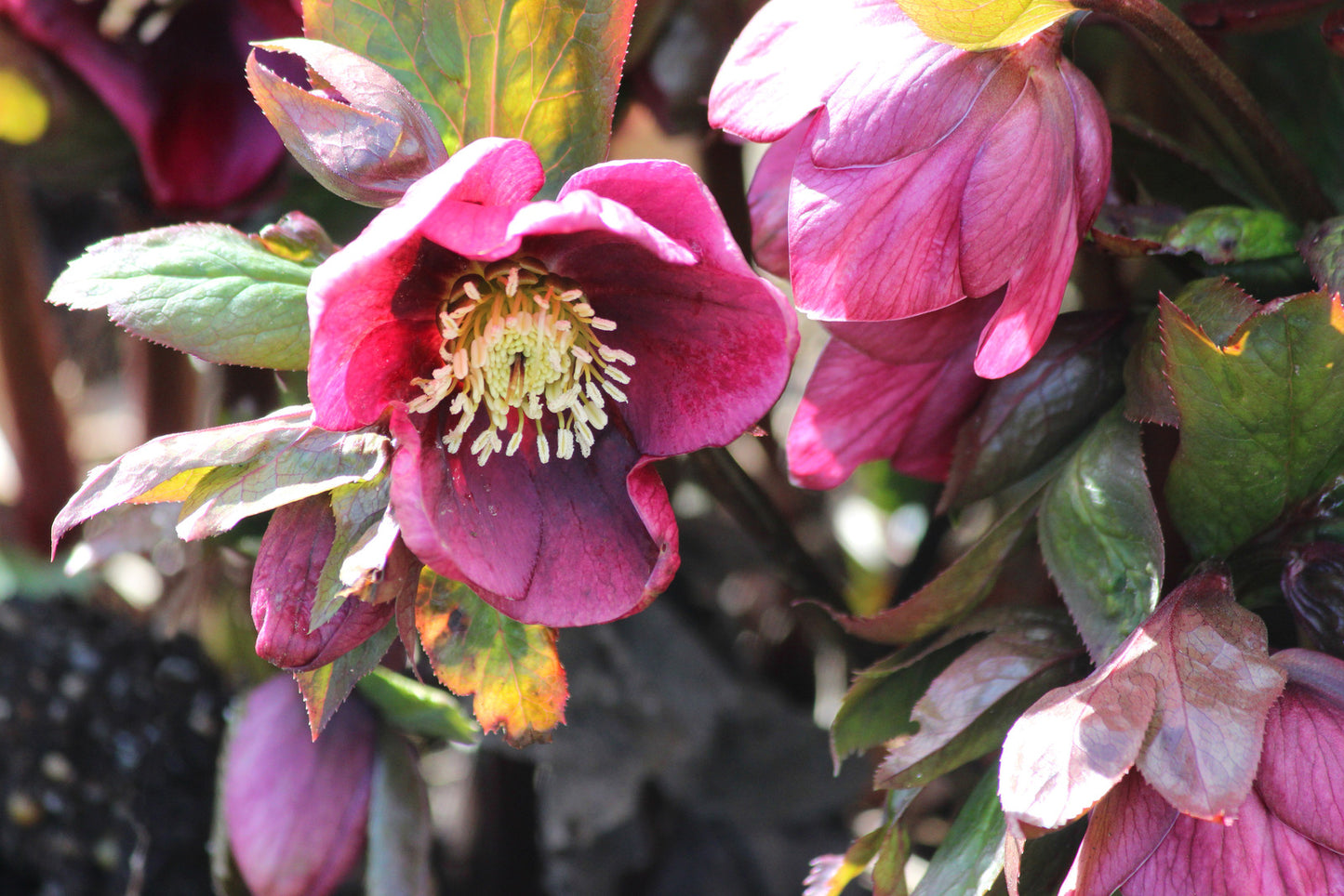 HELLEBORUS X ROME IN RED / LENTEN ROSE