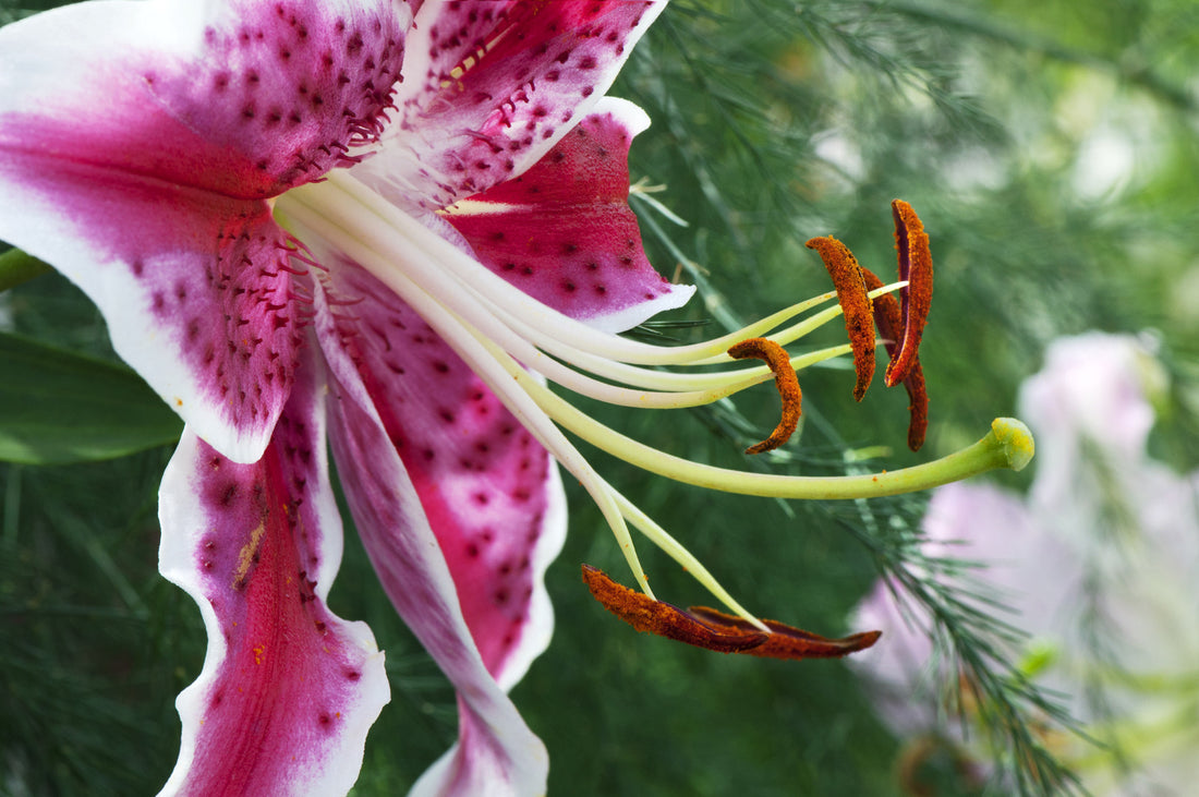 LILIUM X VICARYI STARGAZER / ORIENTAL LILY