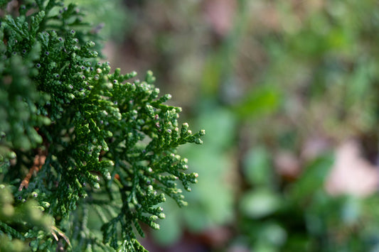 CHAMAECYPARIS OBTUSA ISELI GREEN / ISELI GREEN HINOKI FALSECYPRESS