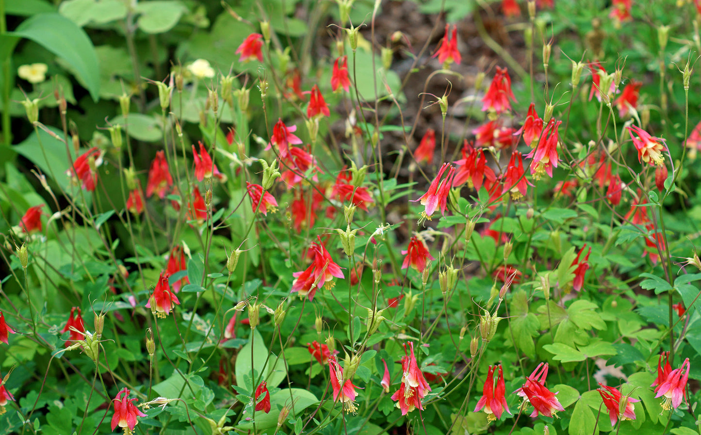 AQUILEGIA CANADENSIS / WILD COLUMBINE