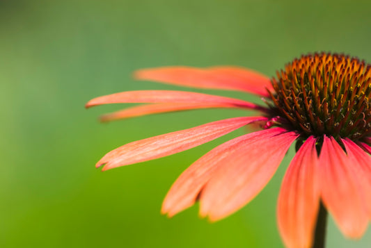 ECHINACEA X KISMET INTENSE ORANGE / INTENSE ORANGE CONEFLOWER