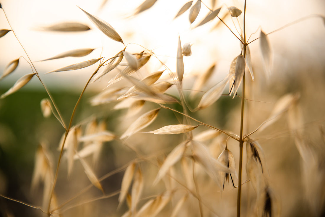 DANTHONIA SPICATA / POVERTY OAT GRASS