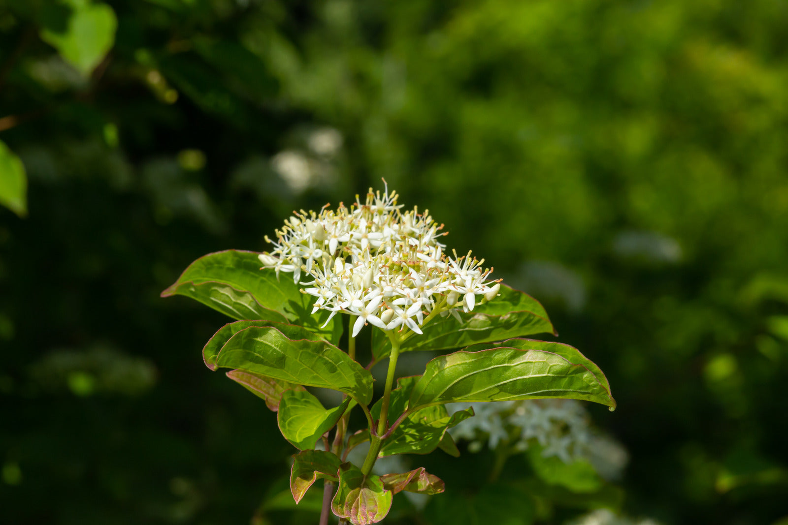 CORNUS SANGUINEA MIDWINTER FIRE / MIDWINTER FIRE DOGWOOD – Diggin it ...