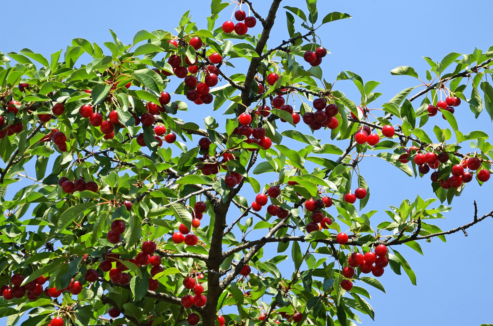 CHERRY BLACK GOLD / BLACK GOLD CHERRY
