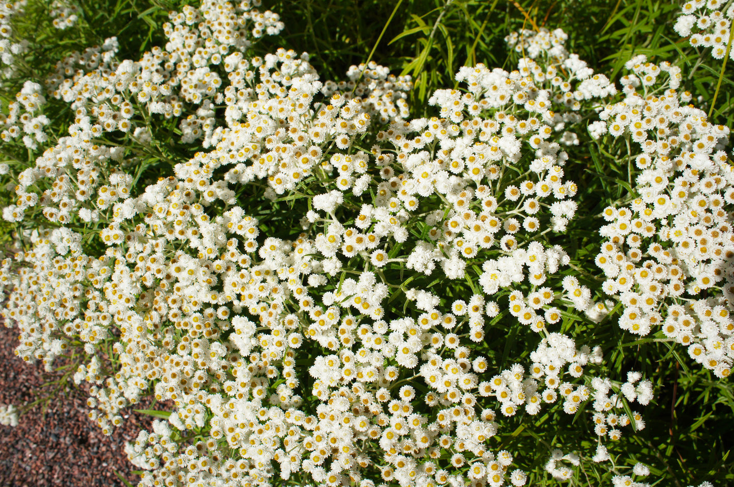 ANAPHALIS MARGARITACEA / PEARLY EVERLASTING