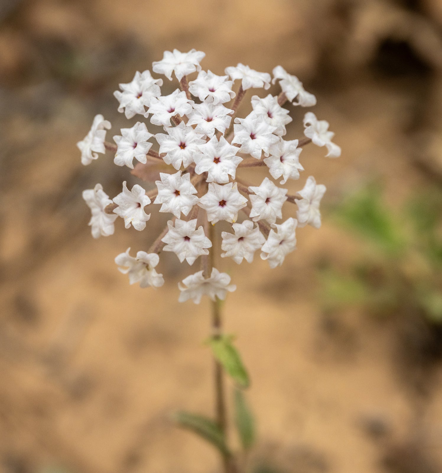 ASCLEPIAS VERTICILLATA / WHORLED MILKWEED