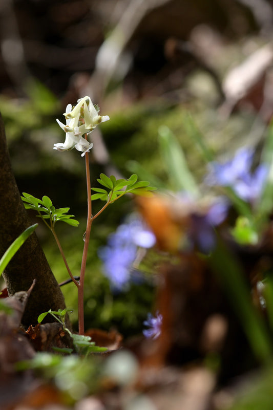 DICENTRA CANADENSIS / SQUIRREL CORN