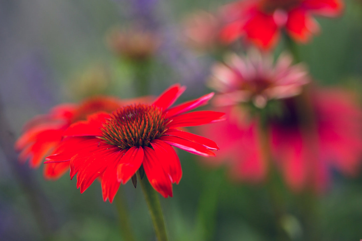 ECHINACEA X KISMET RED / RED CONEFLOWER