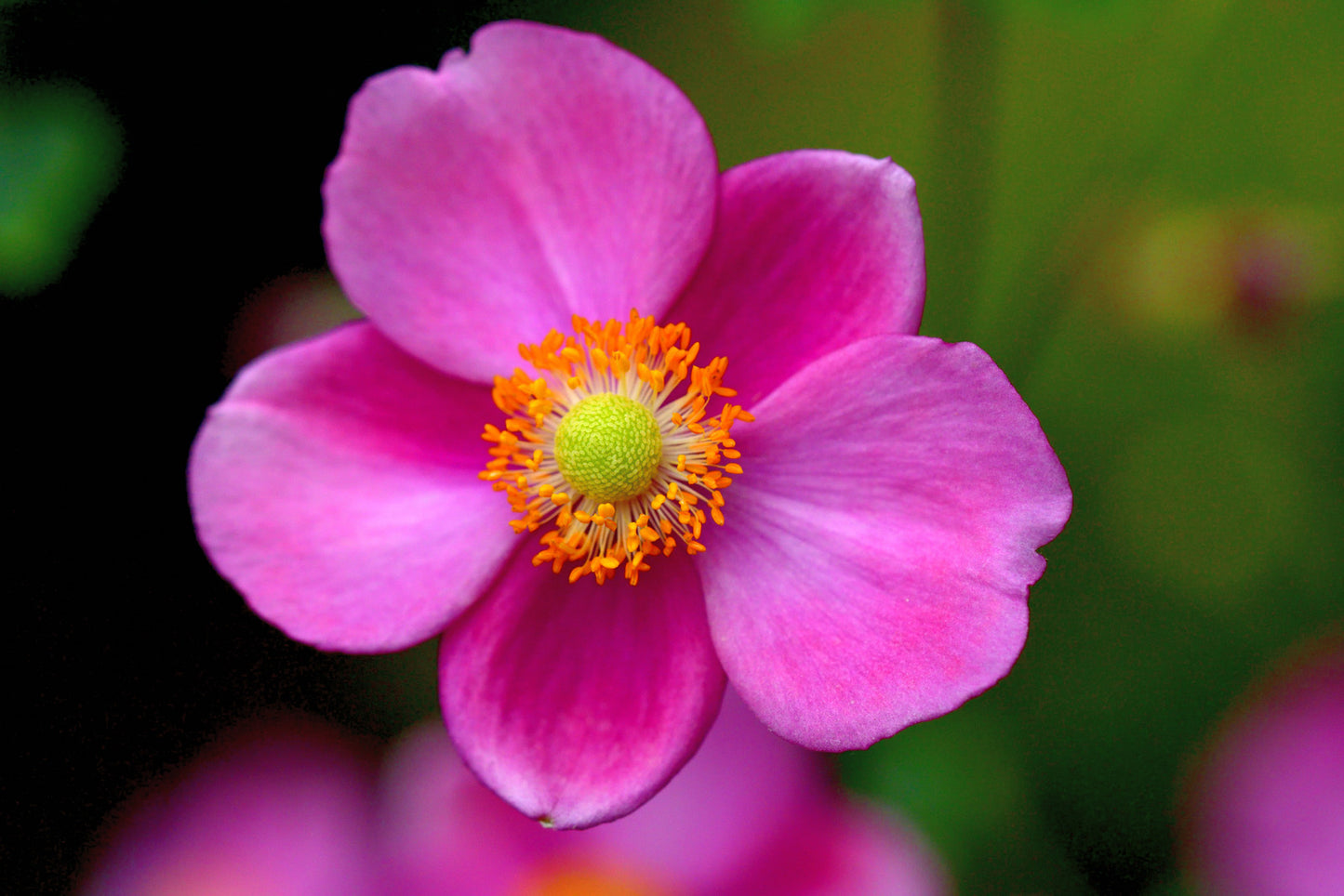 ANEMONE HUPEHENSIS PRETTY LADY DIANA / JAPANESE ANEMONE