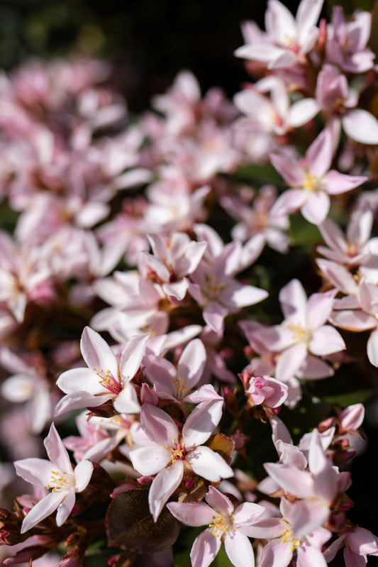 DEUTZIA X YUKI CHERRY BLOSSOM® / YUKI CHERRY BLOSSOM® DEUTZIA