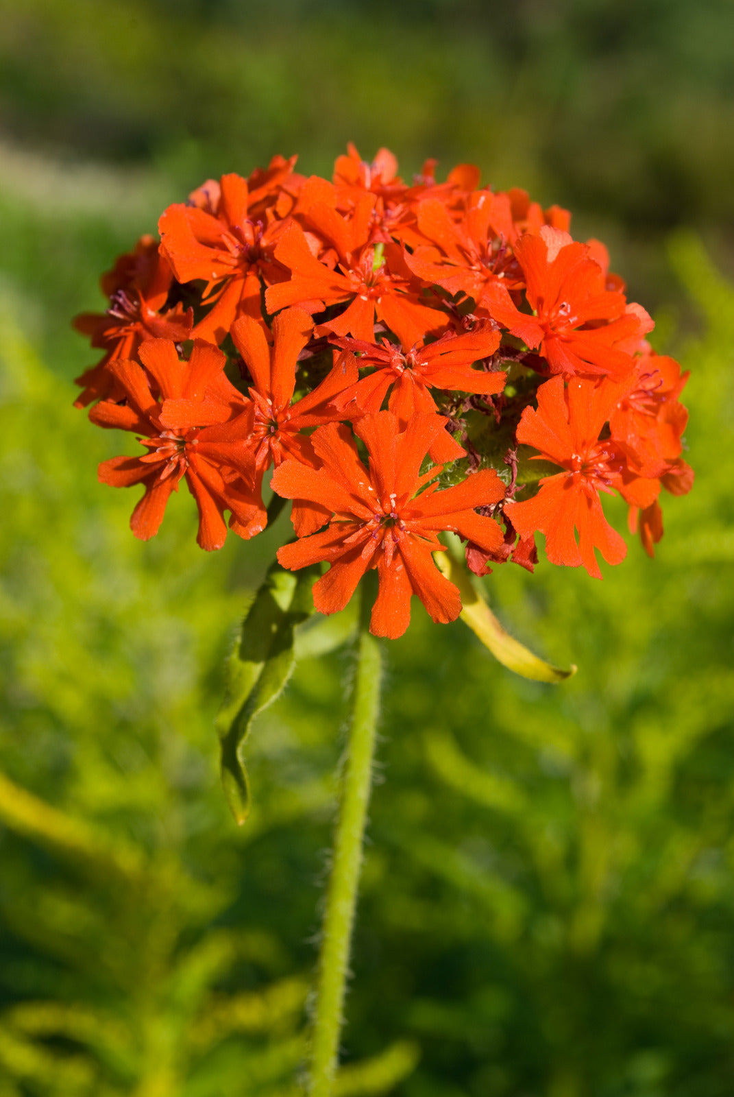 LYCHNIS CHALCEDONICA / MALTESE CROSS
