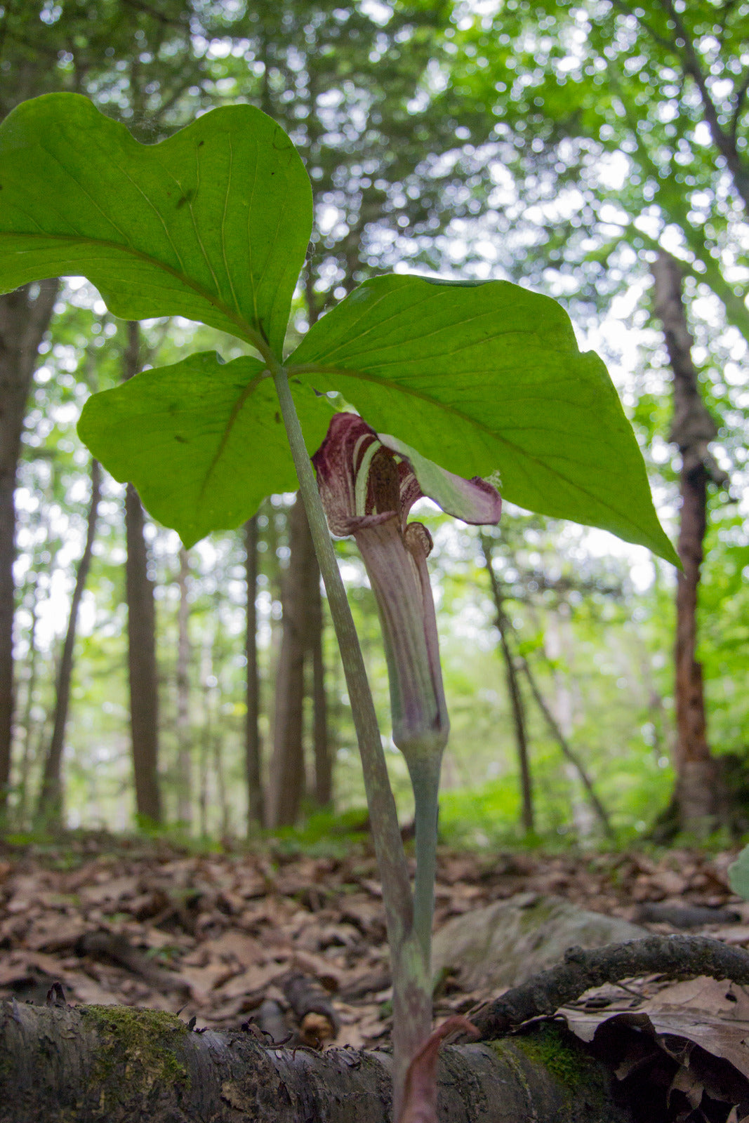 ARISAEMA TRIPHYLLUM / JACK-IN-THE-PULPIT