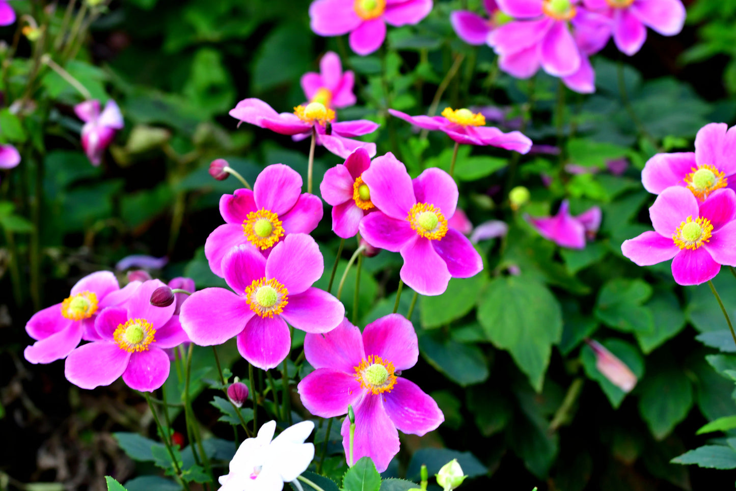 ANEMONE HUPEHENSIS PRETTY LADY SUSAN / JAPANESE ANEMONE