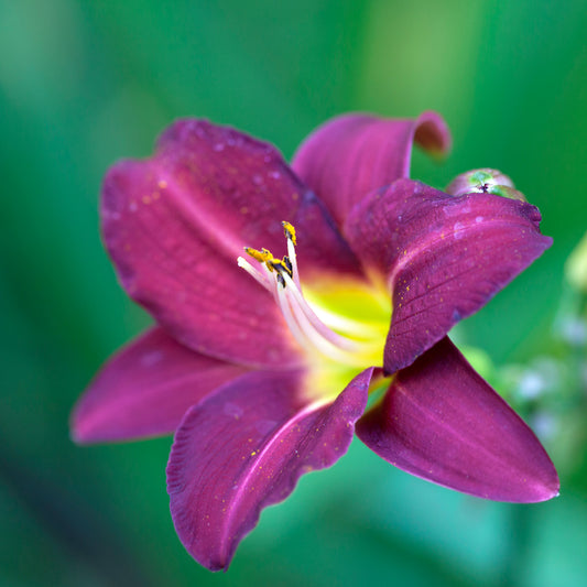 HEMEROCALLIS PARDON ME / DAYLILY