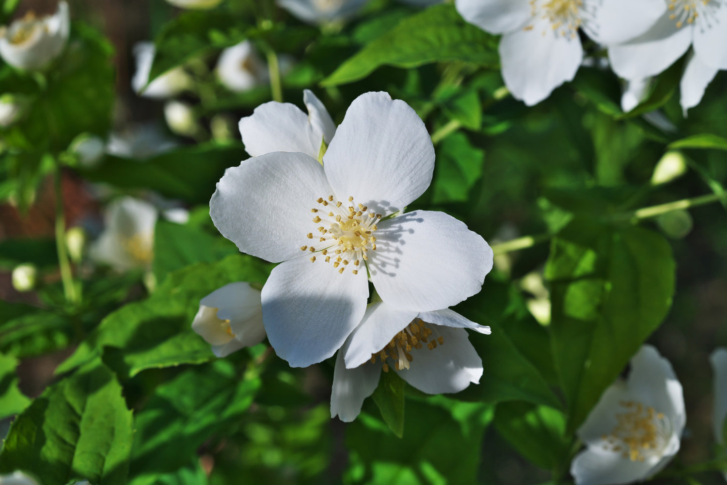 PHILADELPHUS X INNOCENCE / INNOCENCE MOCKORANGE