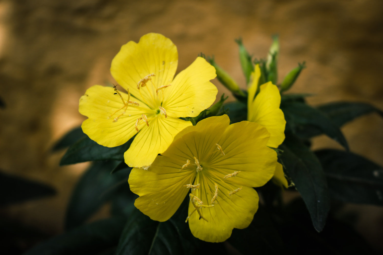 OENOTHERA FRUTICOSA SSP. GLAUCA / SUNDROPS
