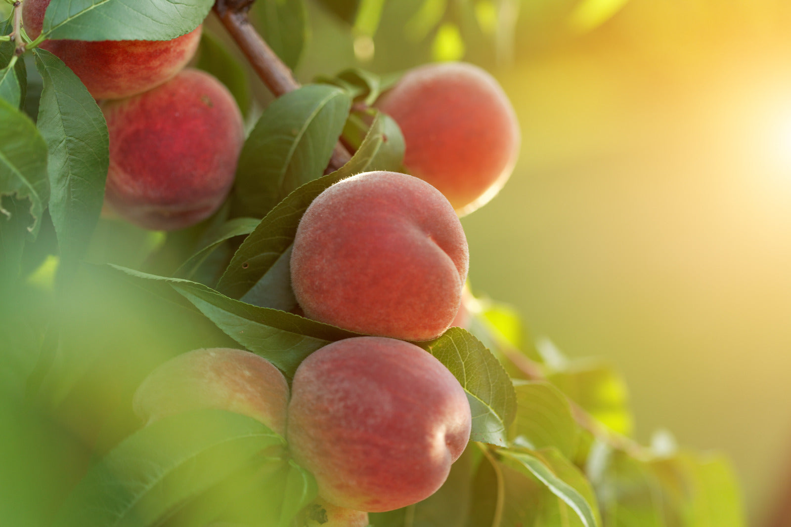 PEACH FROST / FROST PEACH