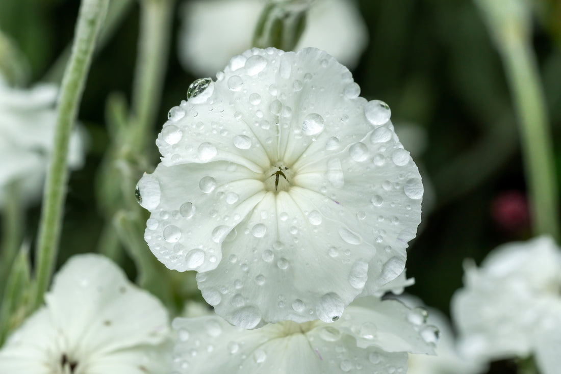 LYCHNIS CORONARIA ALBA / WHITE CAMPION
