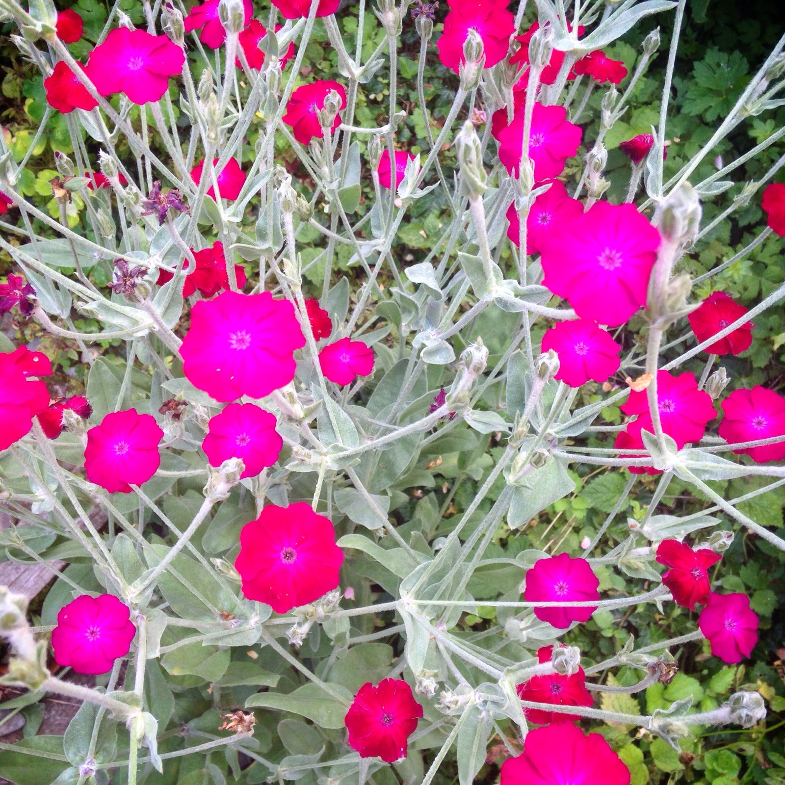 LYCHNIS CORONARIA RED / CAMPION