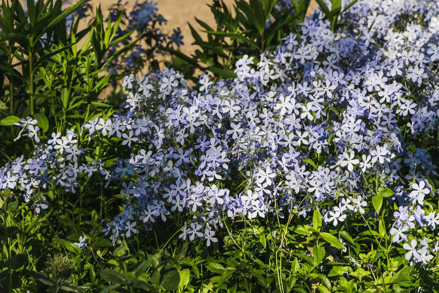 PHLOX DIVARICATA / WOODLAND PHLOX