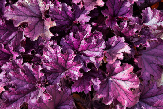 HEUCHERA X FOREVER® PURPLE / FOREVER® PURPLE CORAL BELLS