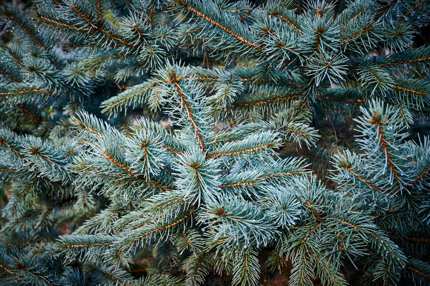 PICEA PUNGENS HOOPSII / HOOPSII BLUE SPRUCE