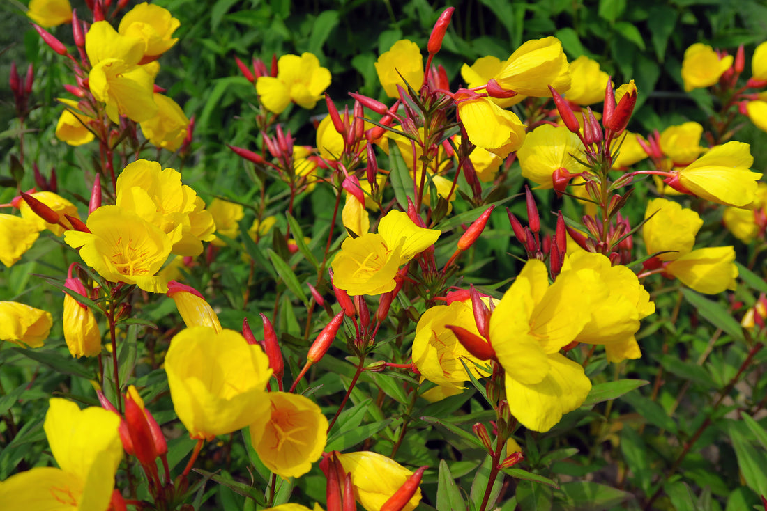 OENOTHERA FRUTICOSA FIREWORKS / SUNDROPS