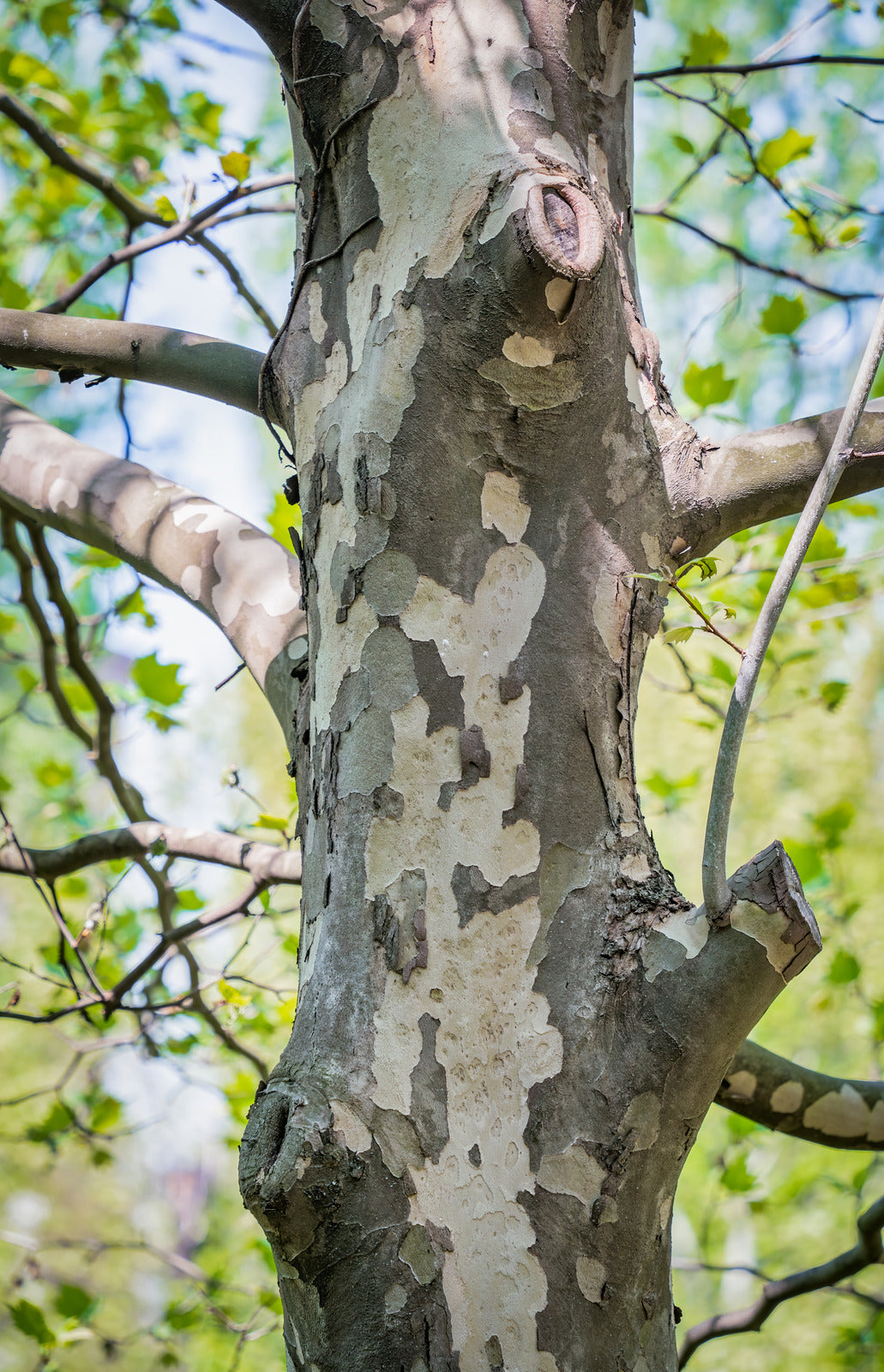 PLATANUS OCCIDENTALIS / AMERICAN SYCAMORE