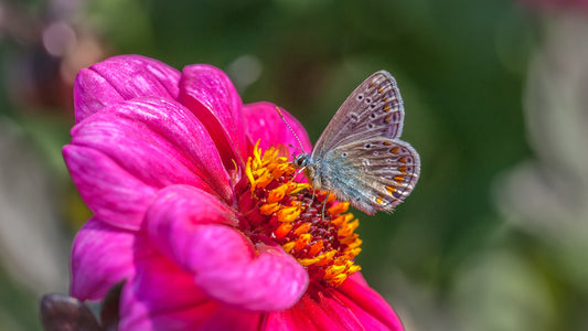 PAEONIA DANCING BUTTERFLIES / PEONY