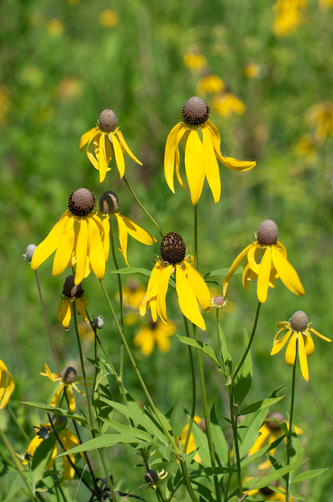 RATIBIDA PINNATA / GRAY-HEAD CONEFLOWER