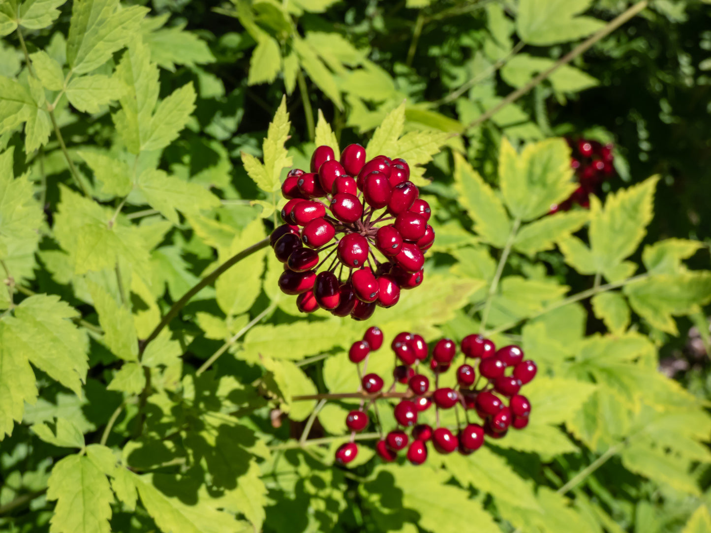 ACTAEA RUBRA / RED BANEBERRY