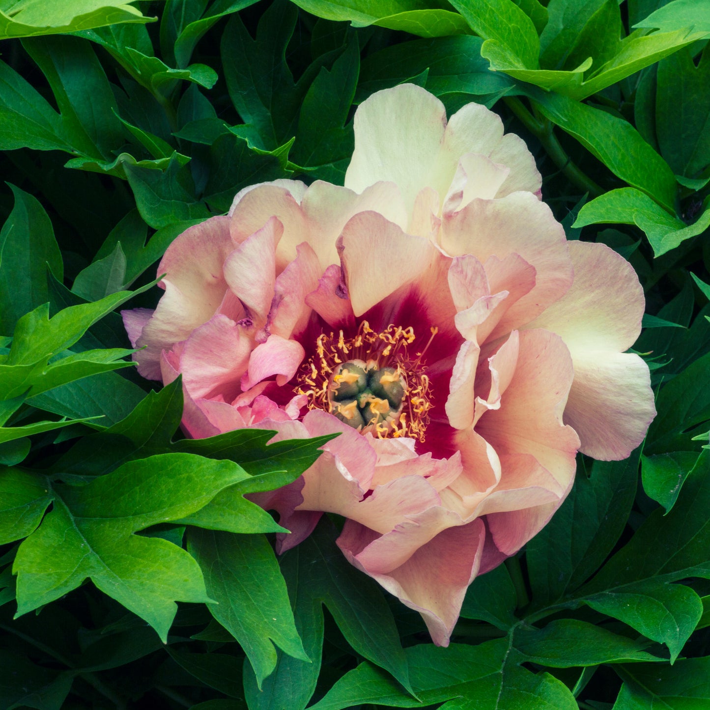 PAEONIA ITOH ALL THAT JAZZ / INTERSECTIONAL PEONY
