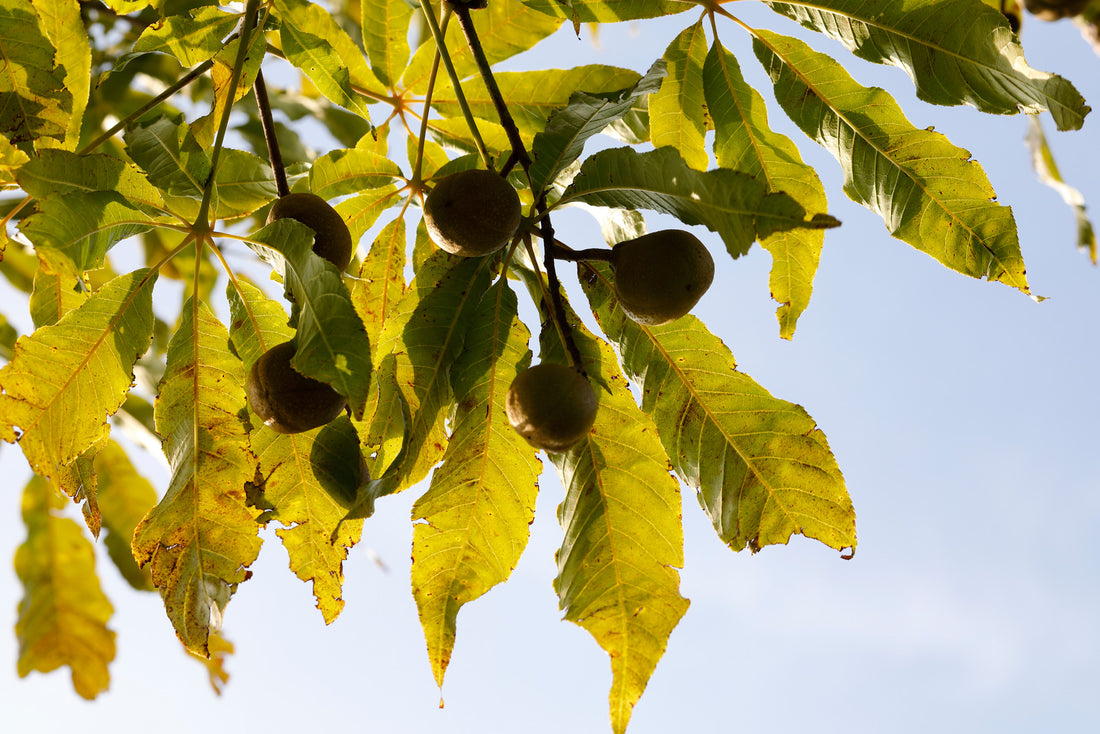 AESCULUS GLABRA / OHIO BUCKEYE
