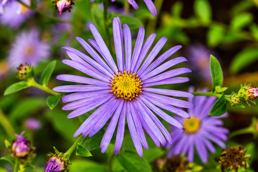 ASTER X FRIKARTII MONCH / ASTER