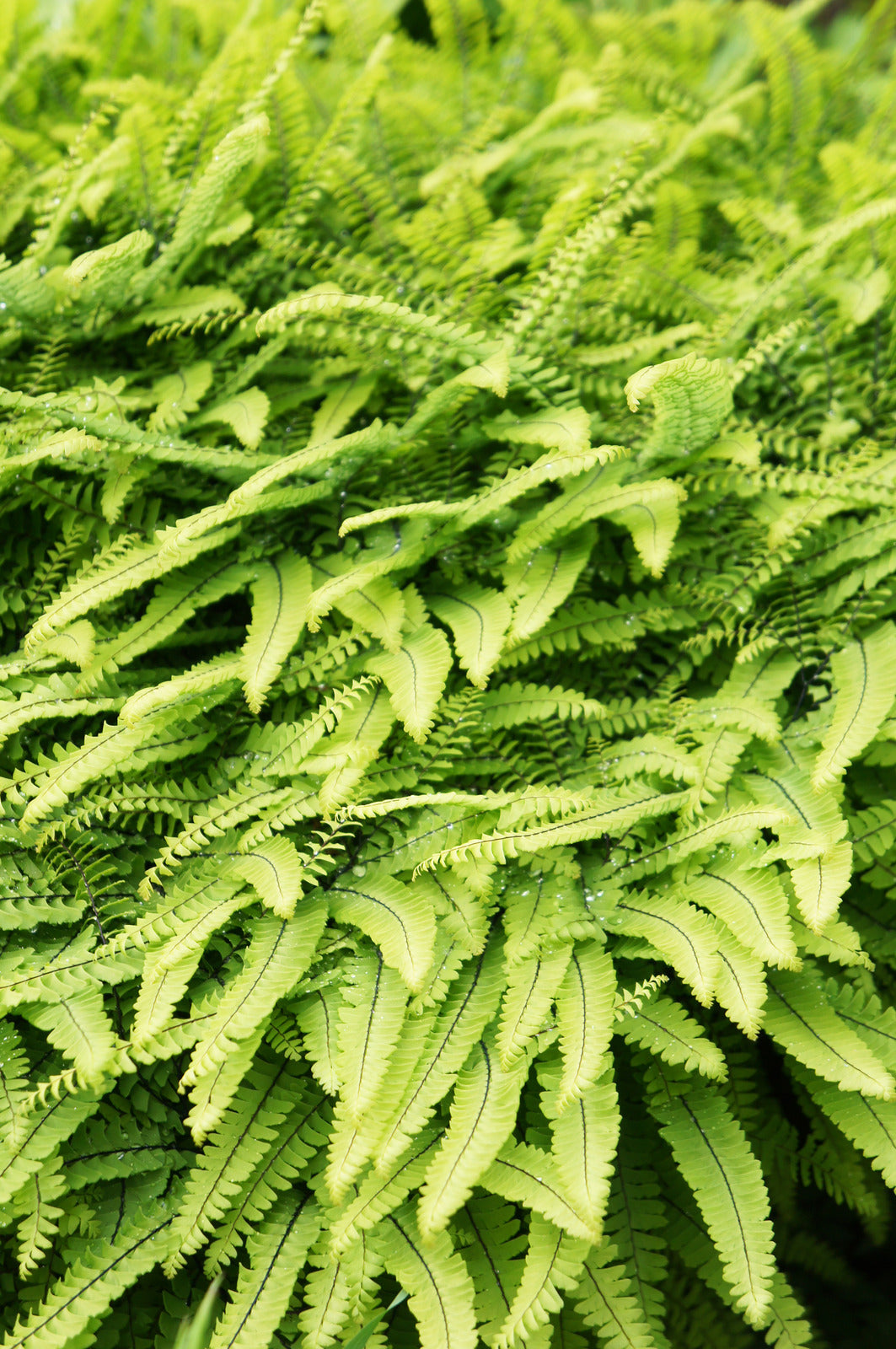 ADIANTUM PEDATUM / NORTHERN MAIDENHAIR FERN