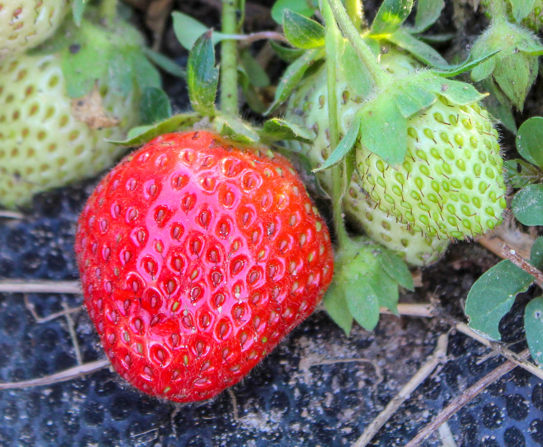 STRAWBERRY ALLSTAR / ALLSTAR STRAWBERRY