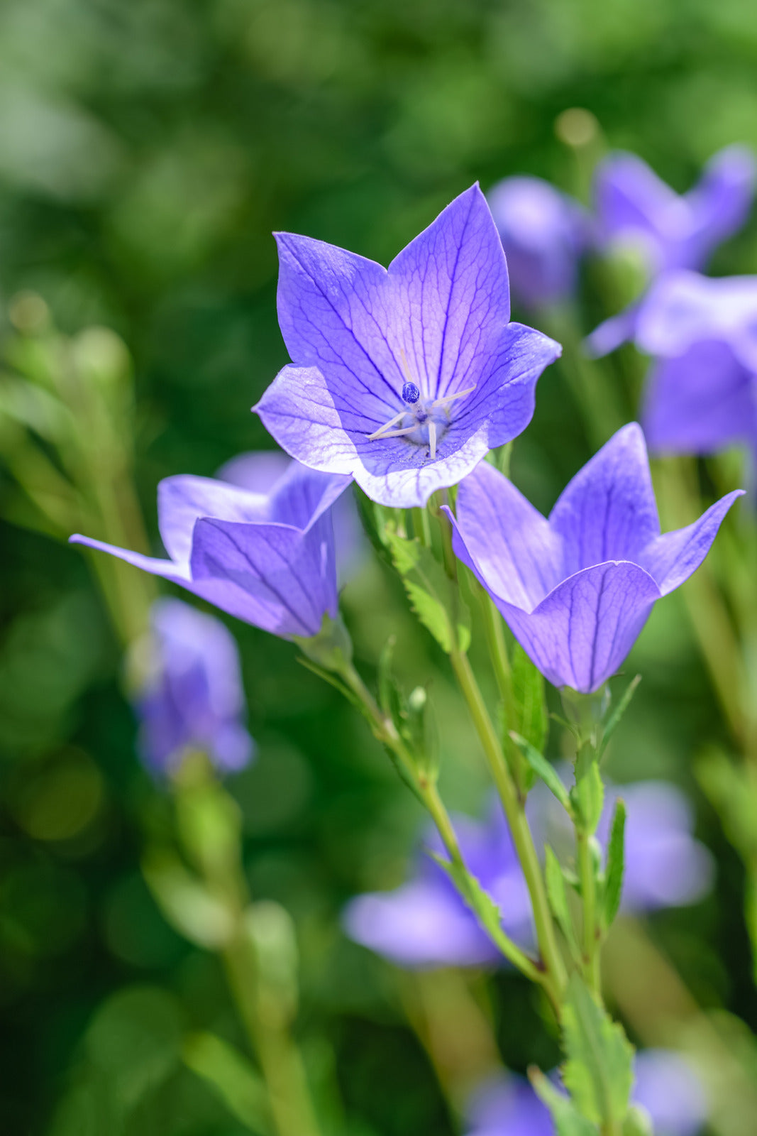 PLATYCODON GRANDIFLORUS SENTIMENTAL BLUE / BALLOON FLOWER