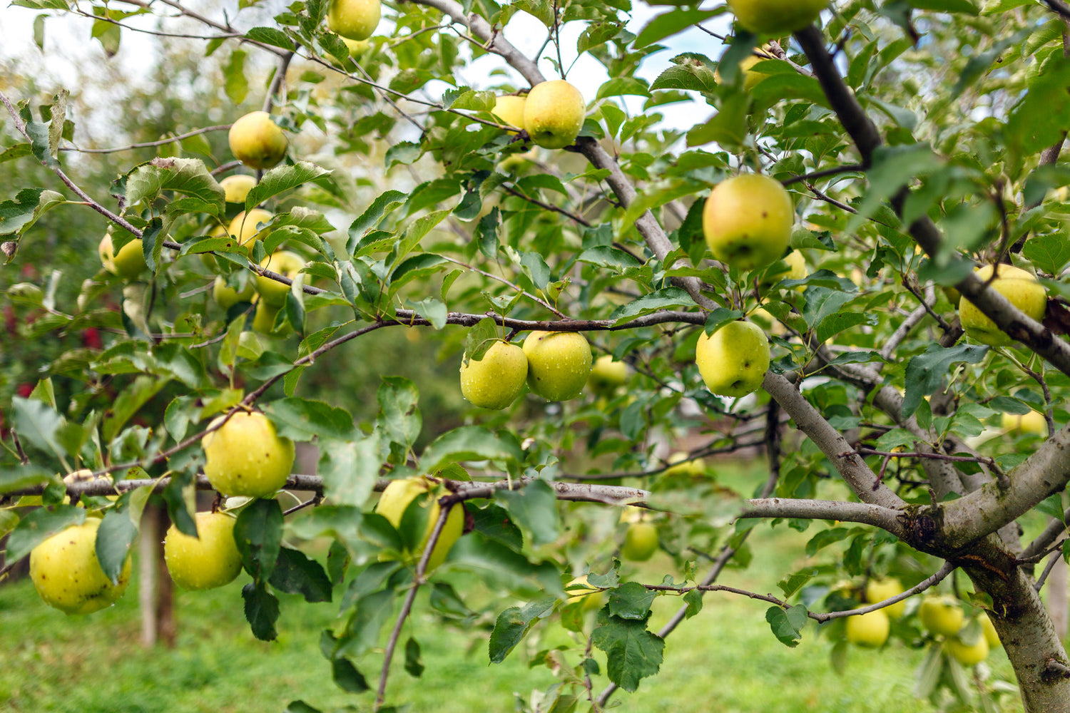 APPLE GOLDEN DELICIOUS / GOLDEN DELICIOUS APPLE