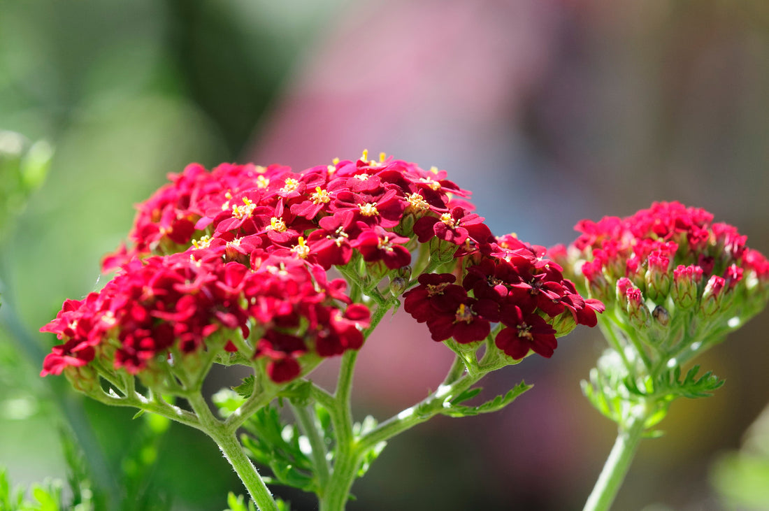 ACHILLEA MILLEFOLIUM PAPRIKA / YARROW