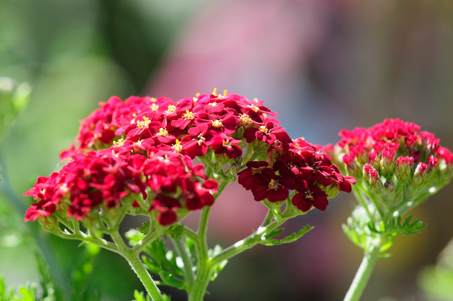 ACHILLEA MILLEFOLIUM PAPRIKA / YARROW