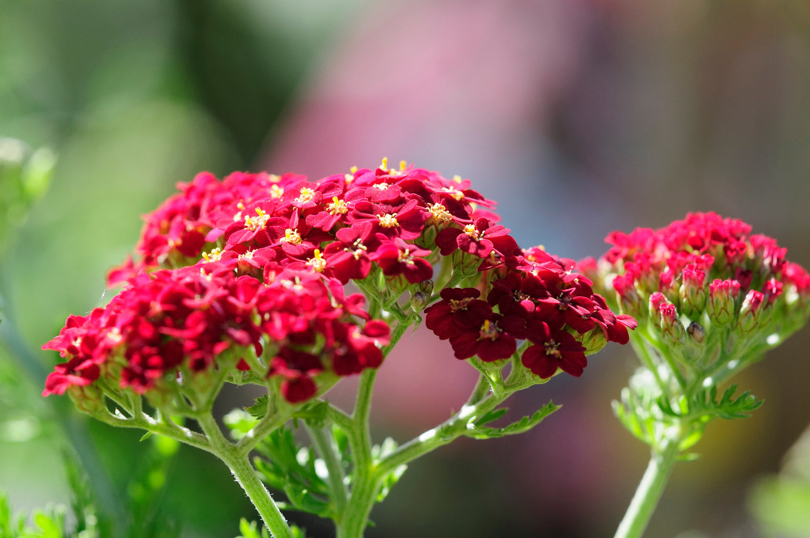 ACHILLEA MILLEFOLIUM PAPRIKA / YARROW