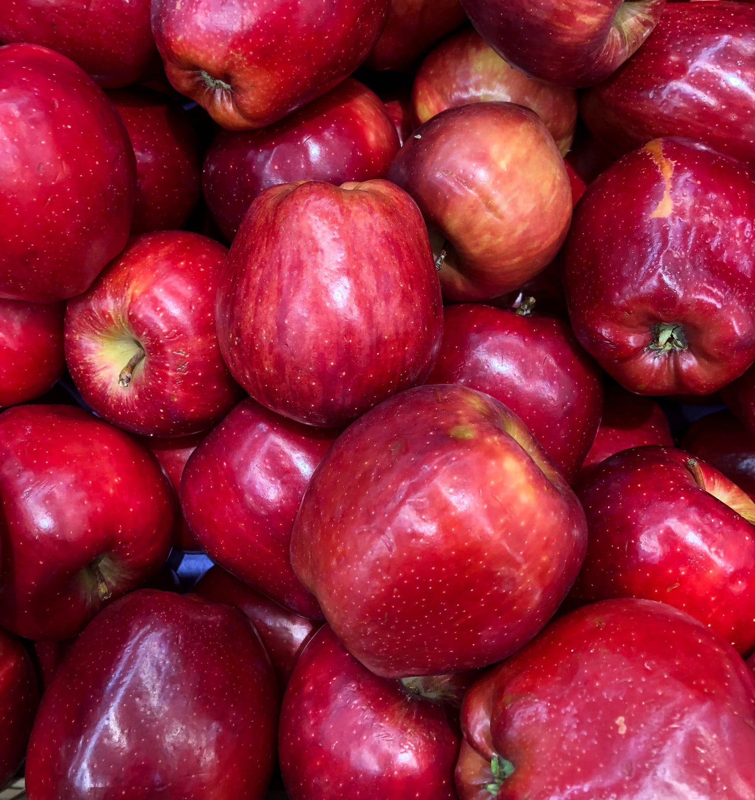 APPLE RED DELICIOUS / RED DELICIOUS APPLE