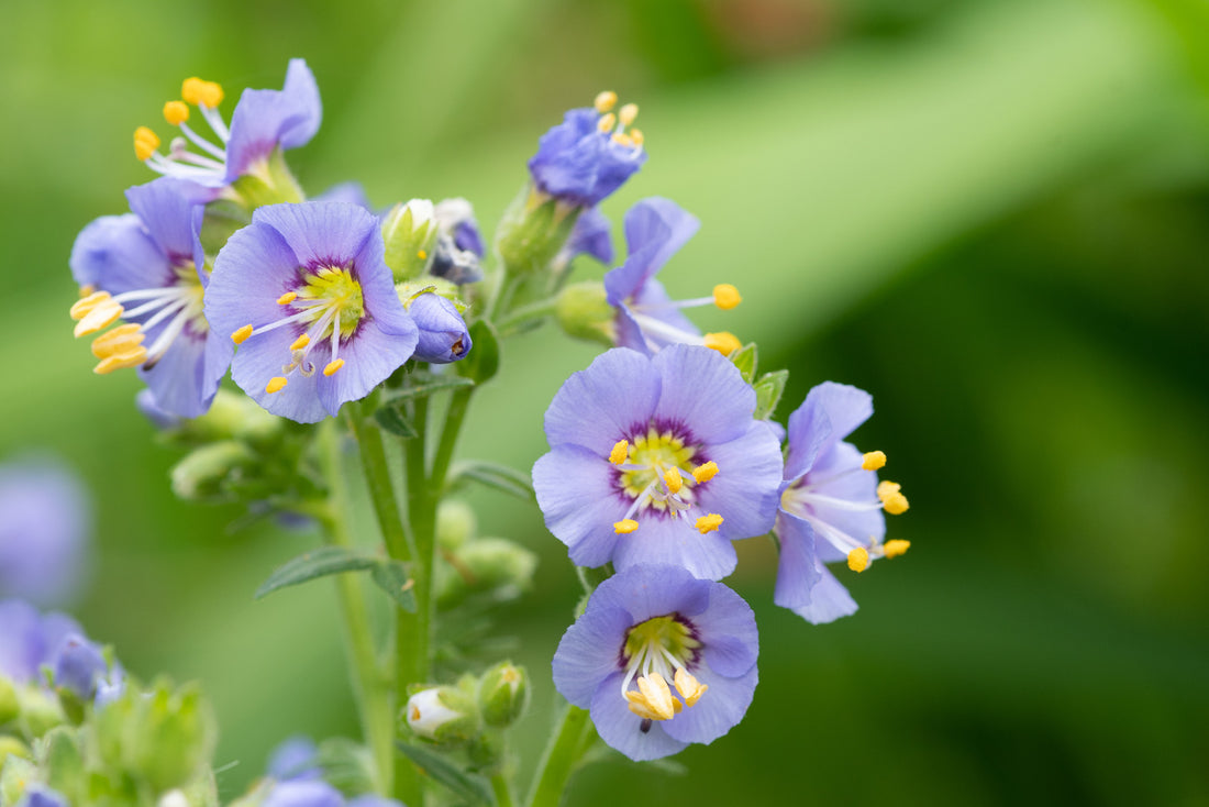 POLEMONIUM BOREALE HEAVENLY HABIT / ARCTIC JACOB&