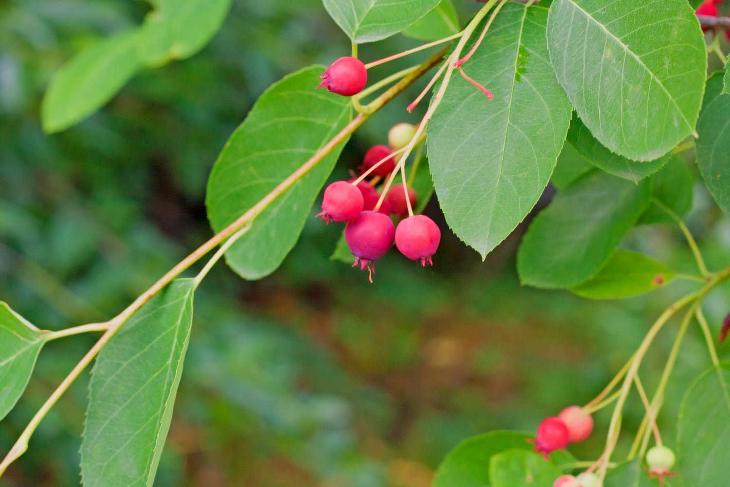 AMELANCHIER CANADENSIS / SERVICEBERRY