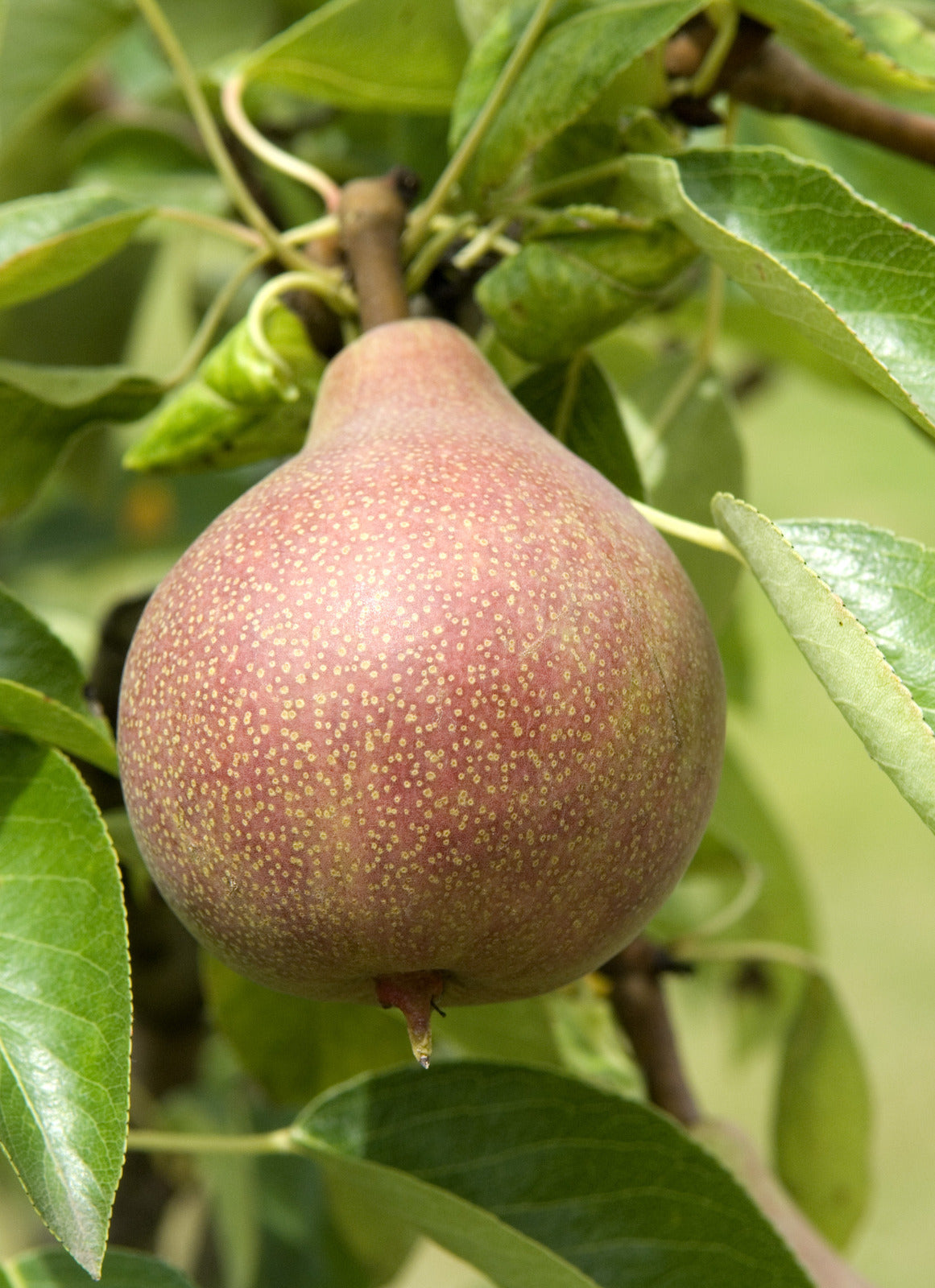 PEAR CLAPP&