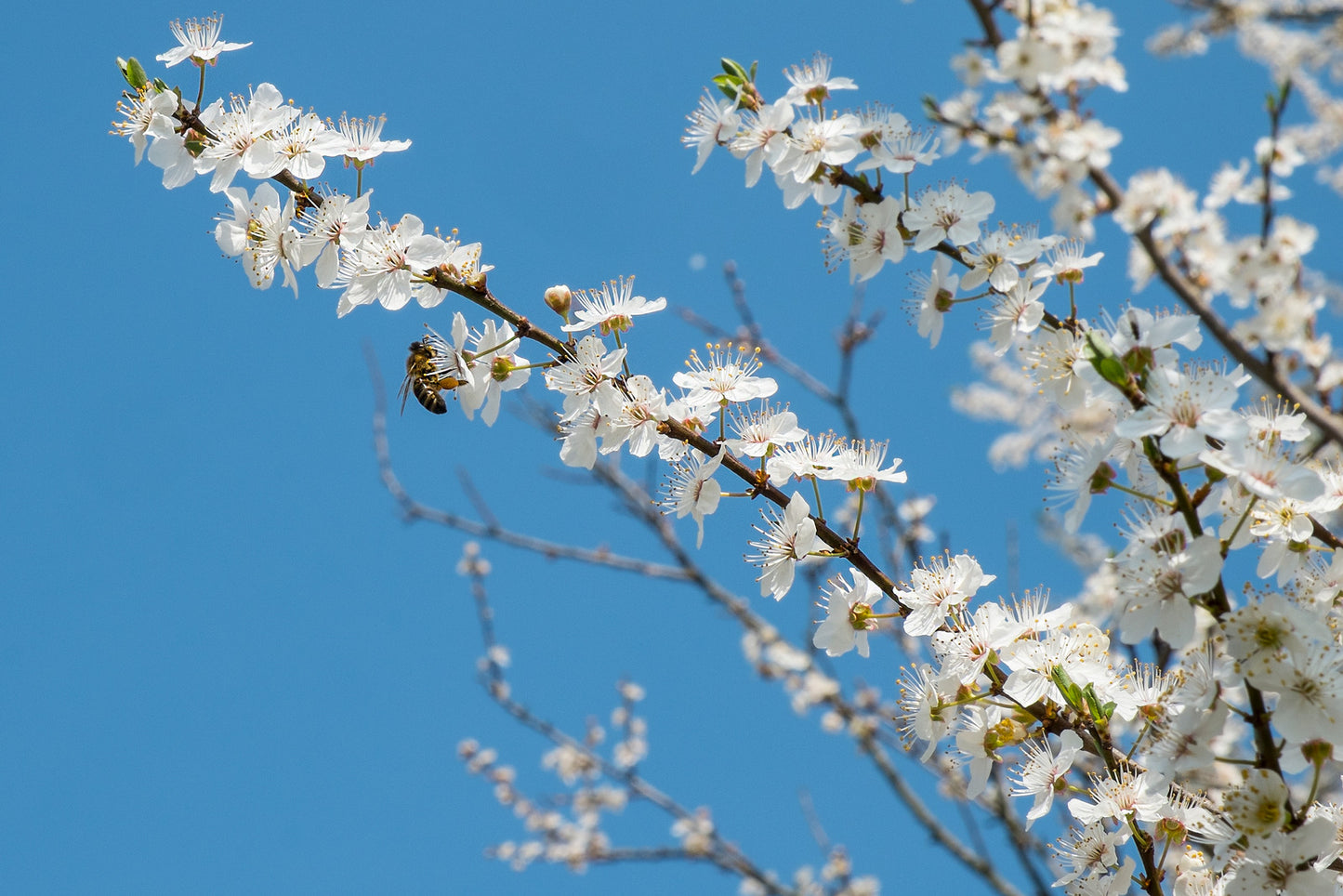 AMELANCHIER LAEVIS / ALLEGHENY SERVICEBERRY