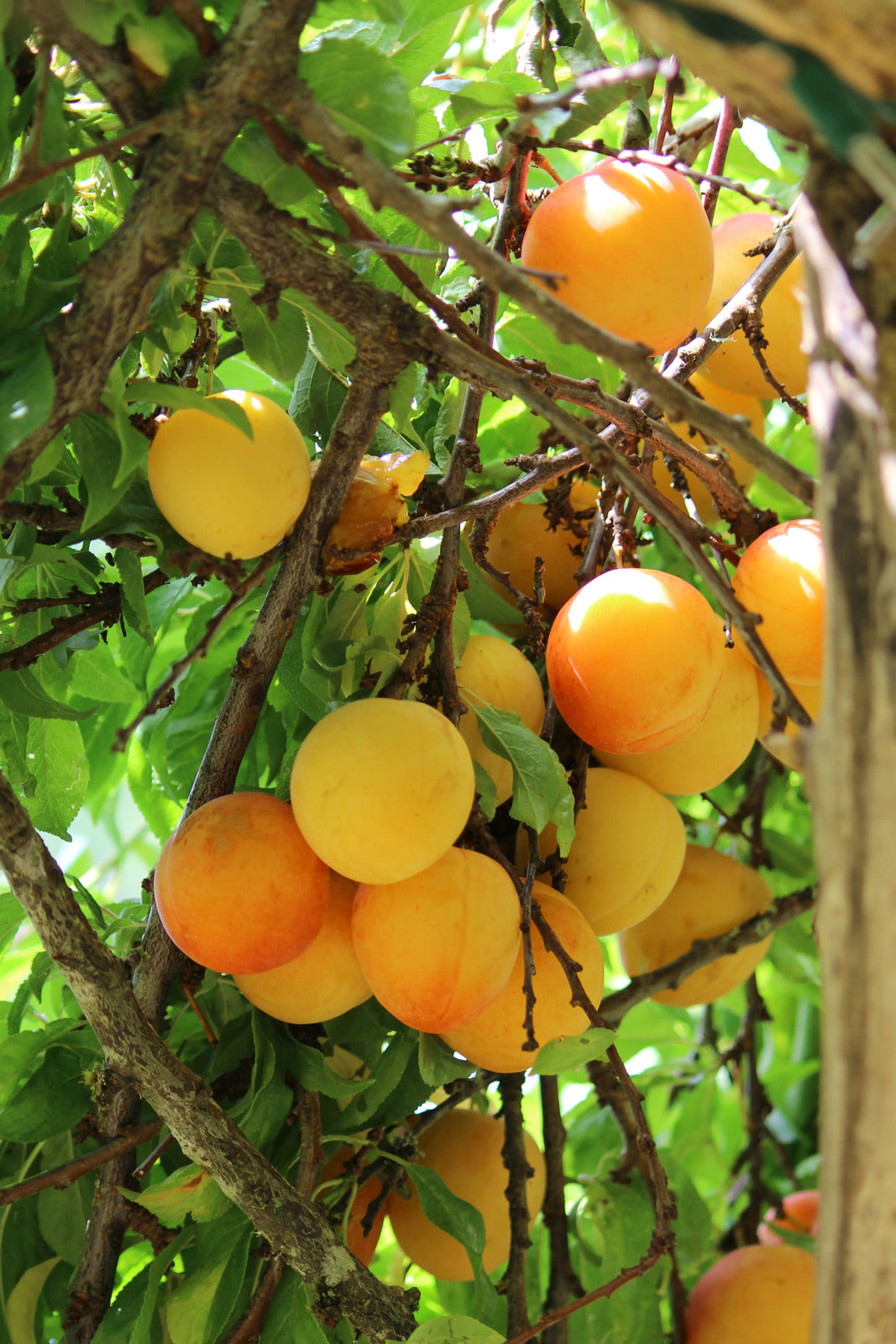 PLUM EARLY GOLDEN / EARLY GOLDEN PLUM