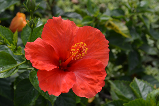 HIBISCUS X SUMMER IN PARADISE / ROSE MALLOW