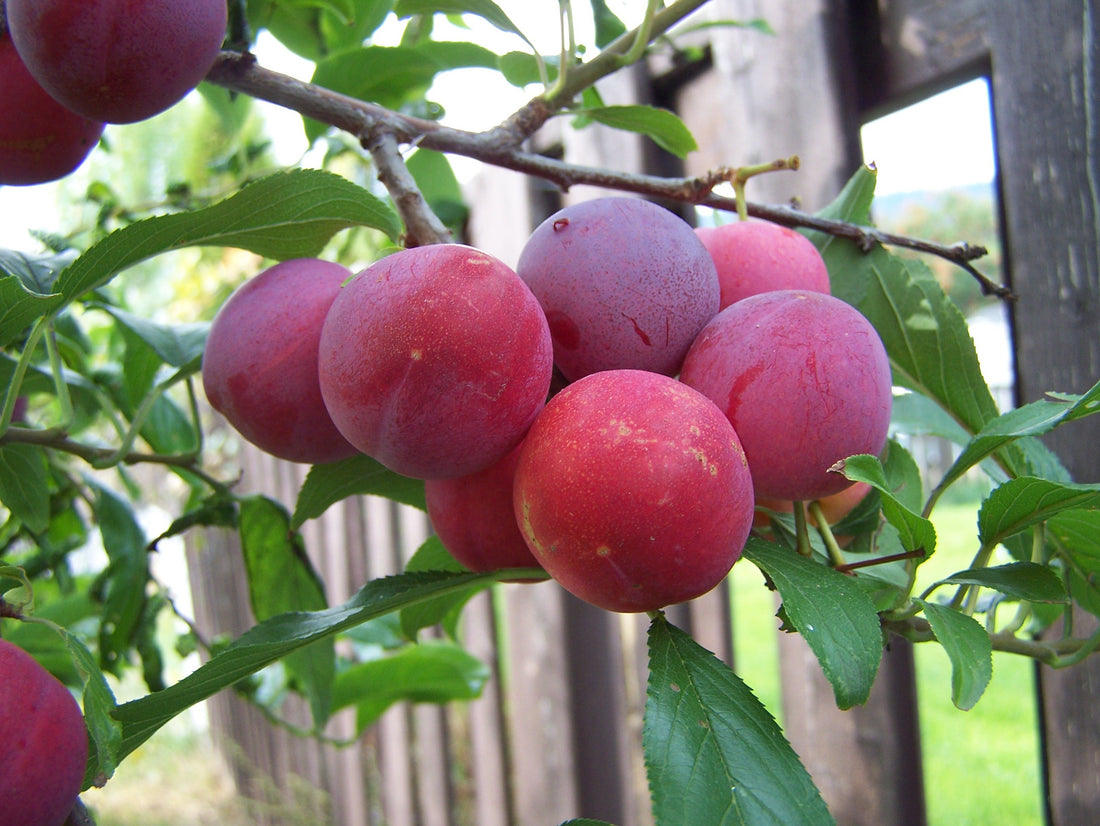 PLUM TOKA / TOKA PLUM